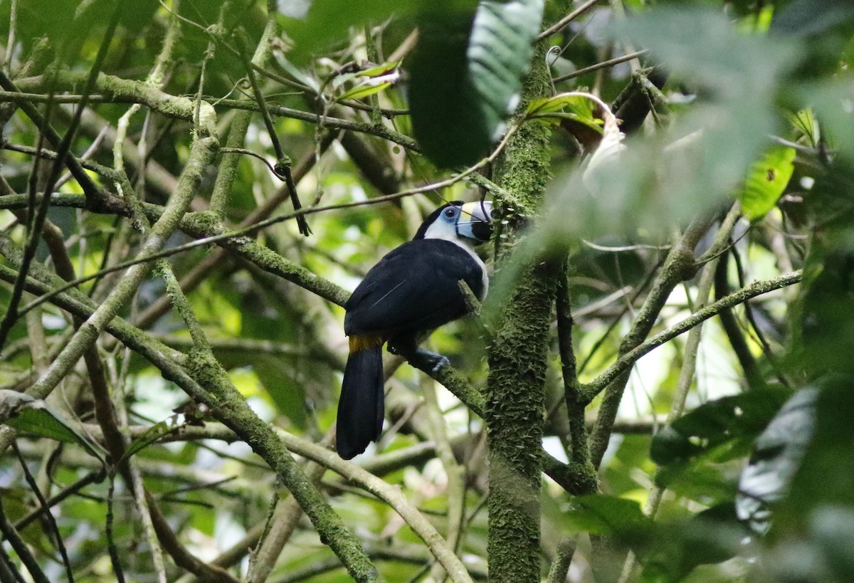 Channel-billed Toucan - ML626847130