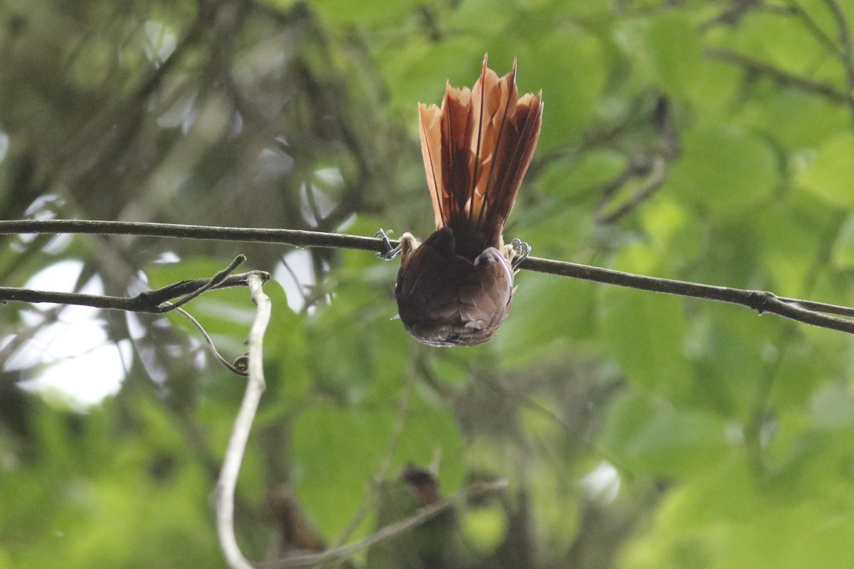 Buff-throated Woodcreeper - ML626847134