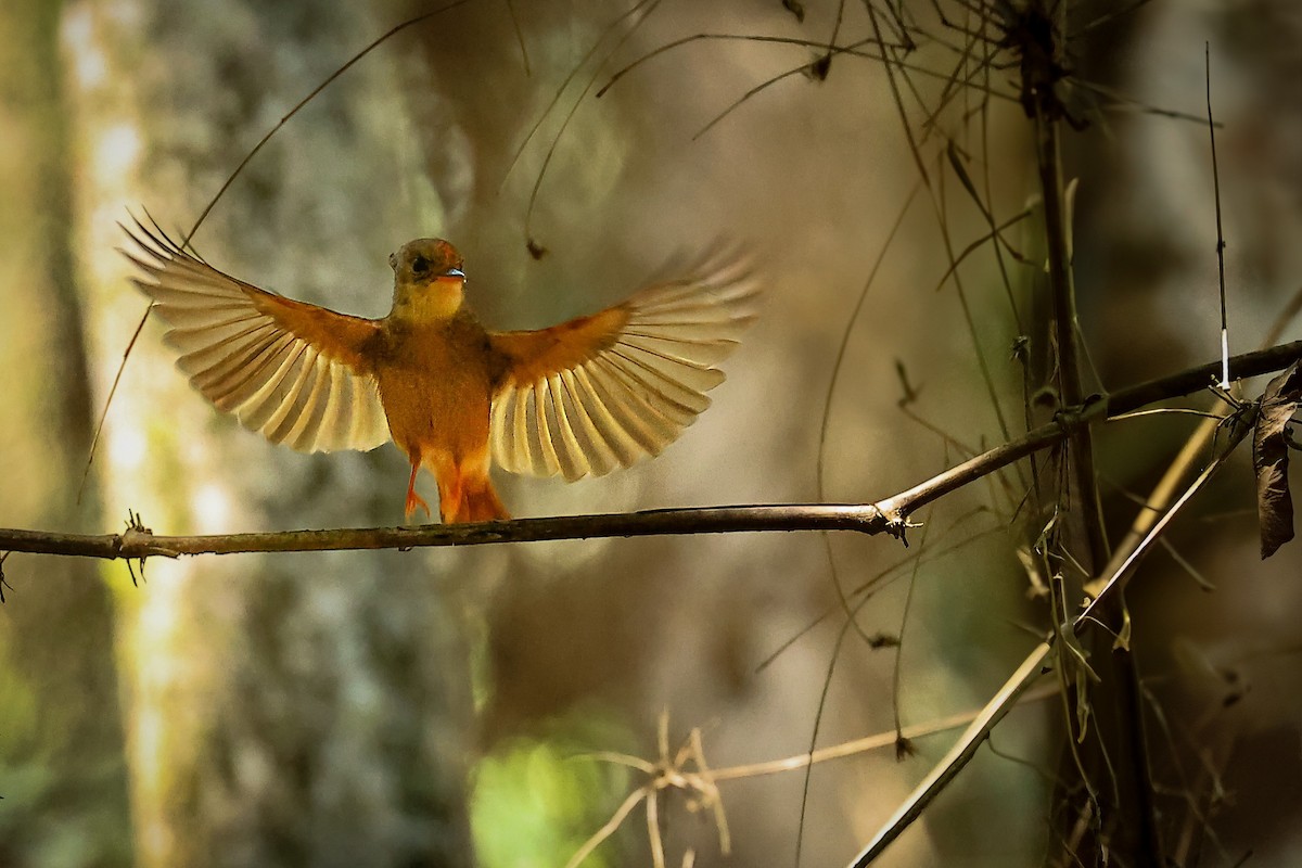 Atlantic Royal Flycatcher - ML626847162