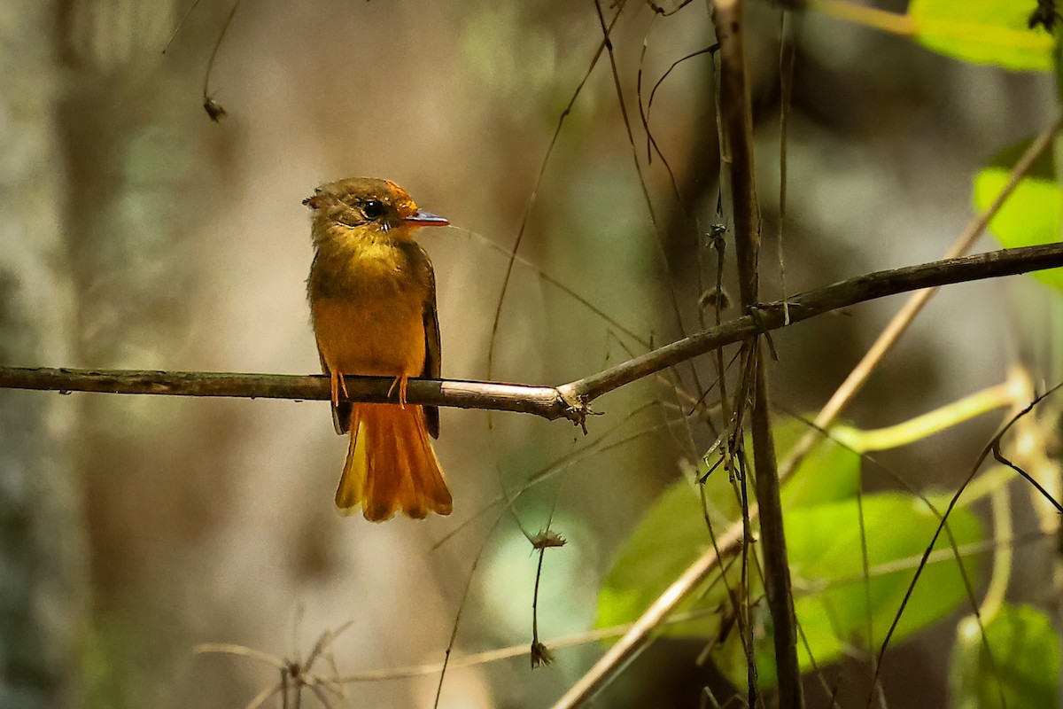 Atlantic Royal Flycatcher - ML626847163