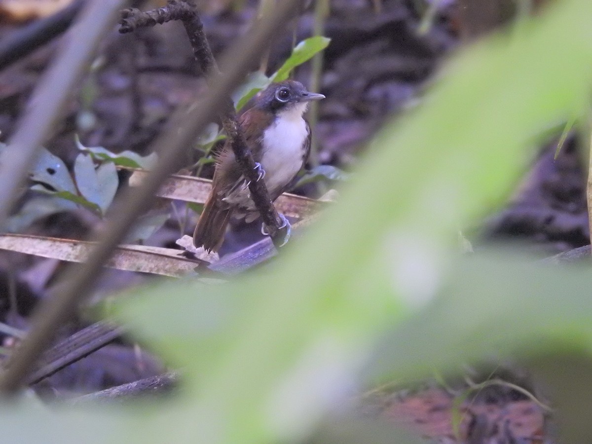 Bicolored Antbird - ML626847200