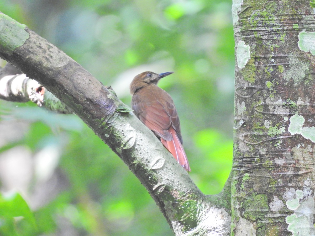 Plain-brown Woodcreeper - ML626847206