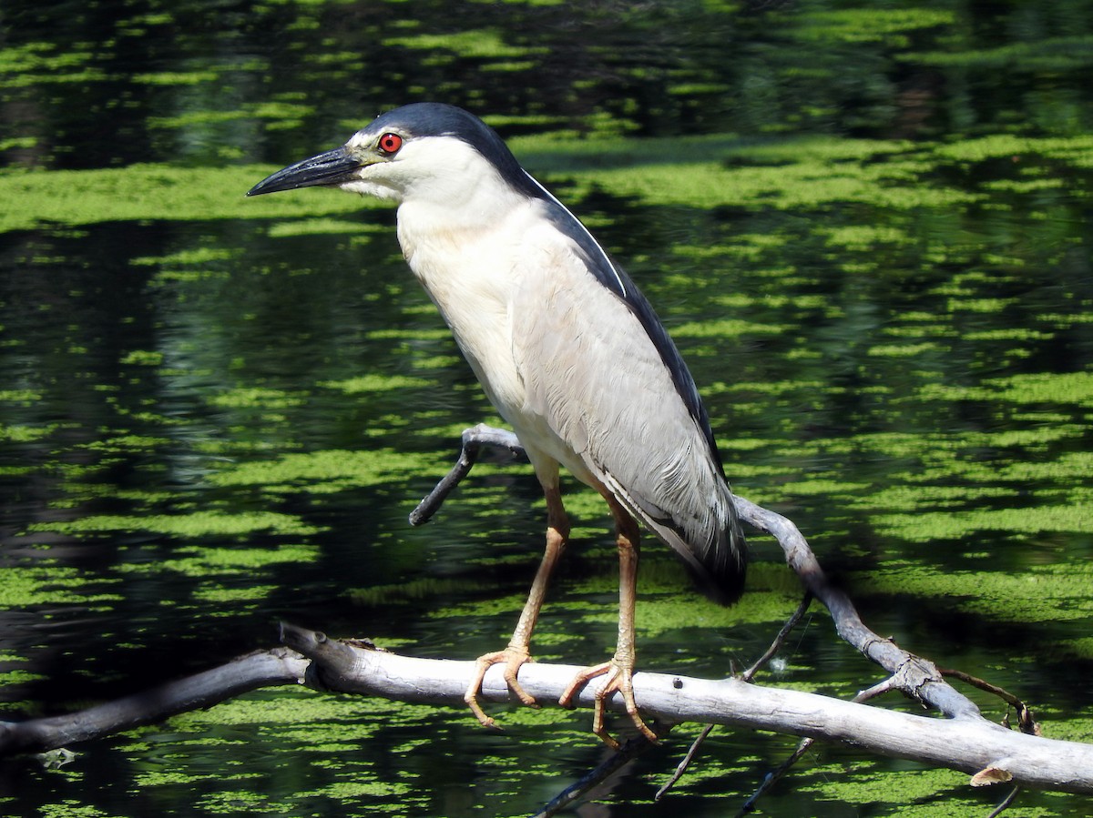 Black-crowned Night Heron - Cristina Hartshorn