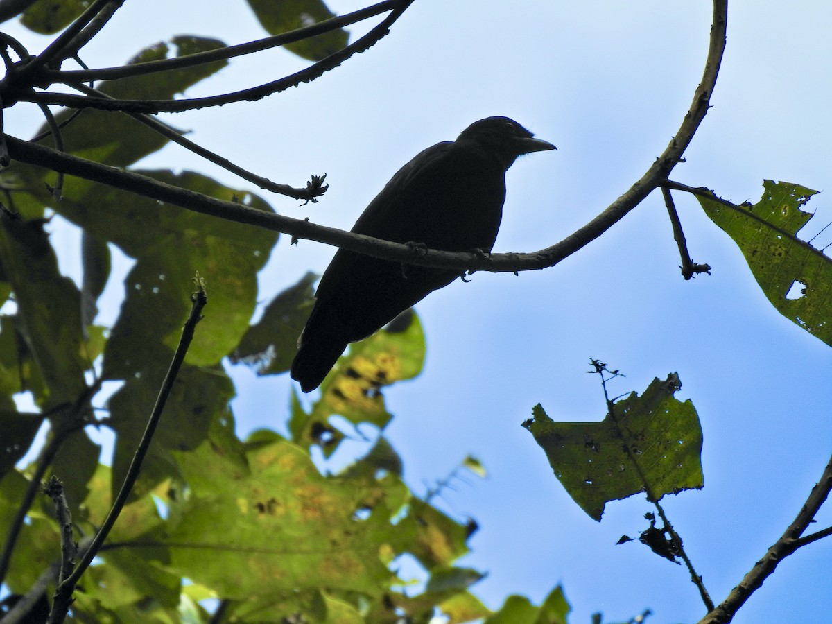 Purple-throated Fruitcrow - ML626847211