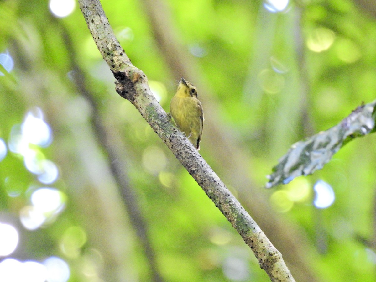 Golden-crowned Spadebill - ML626847216