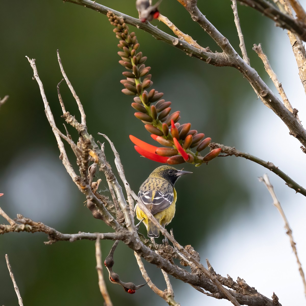 Scott's Oriole - ML626847331