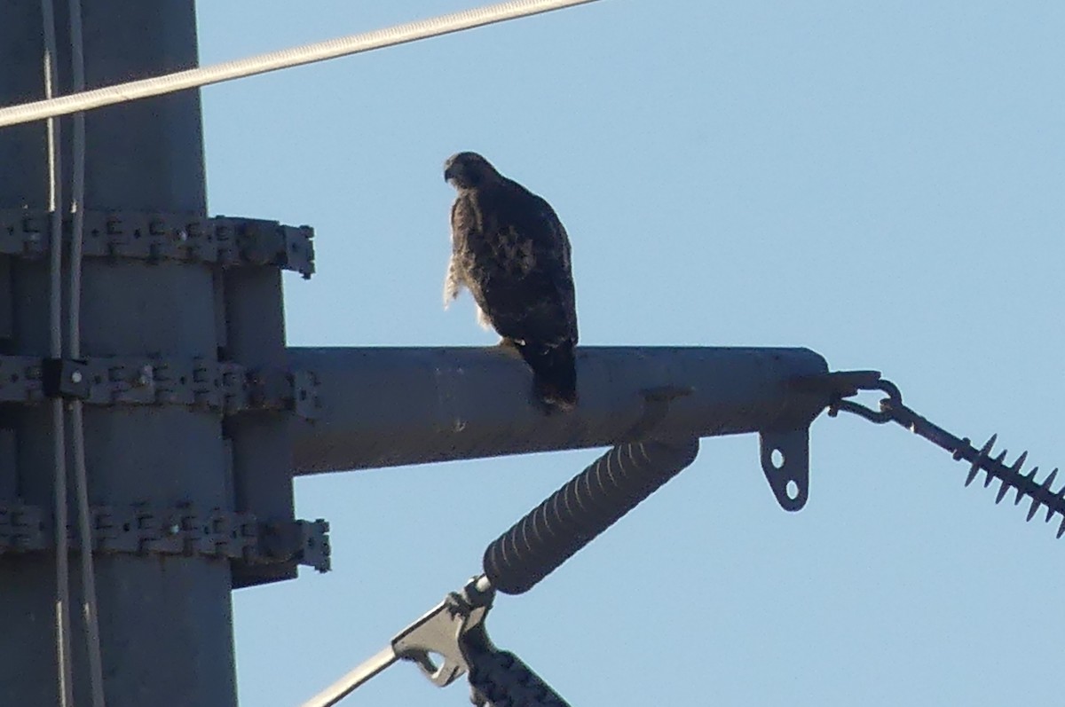 Red-tailed Hawk - ML626847514