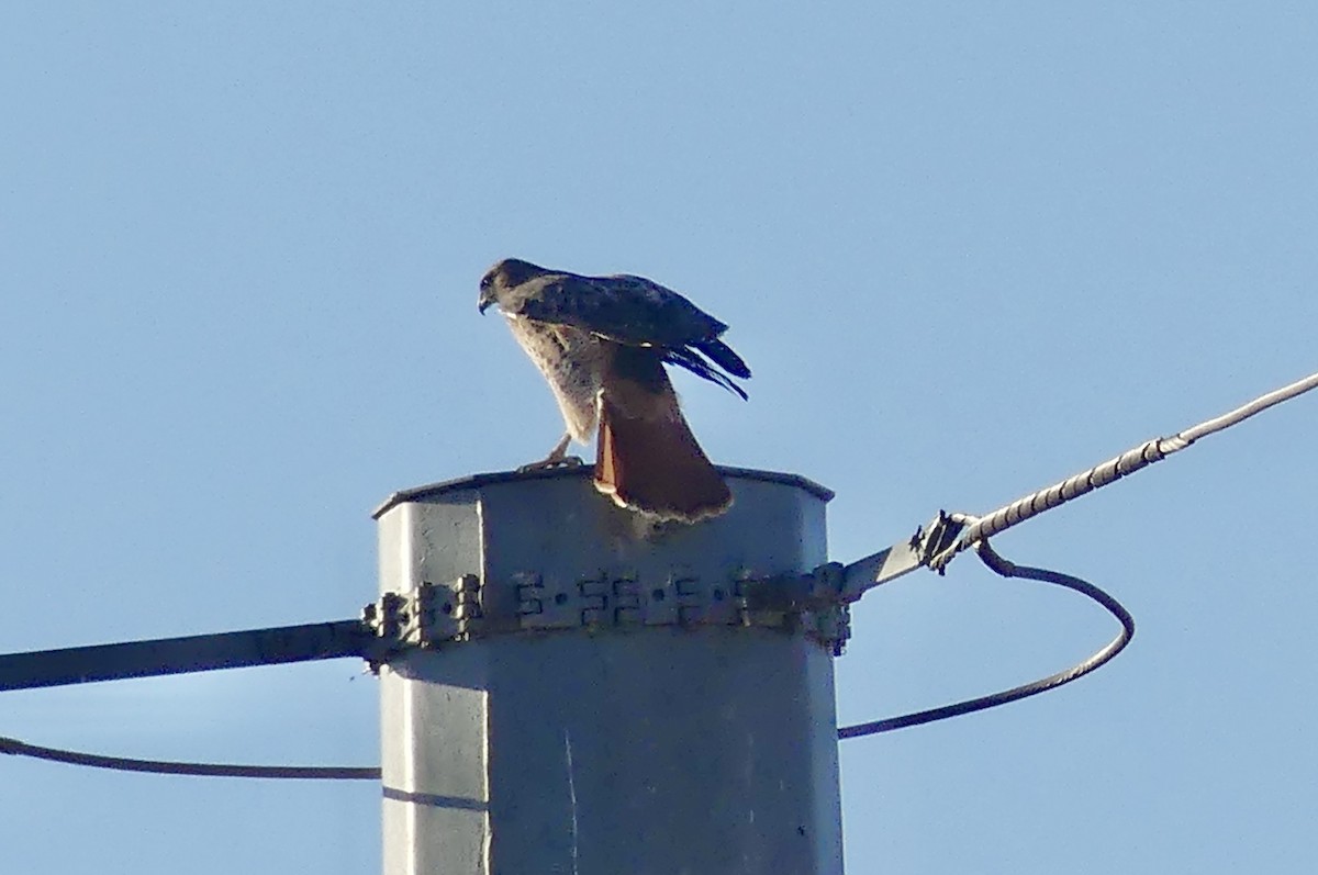 Red-tailed Hawk - ML626847516