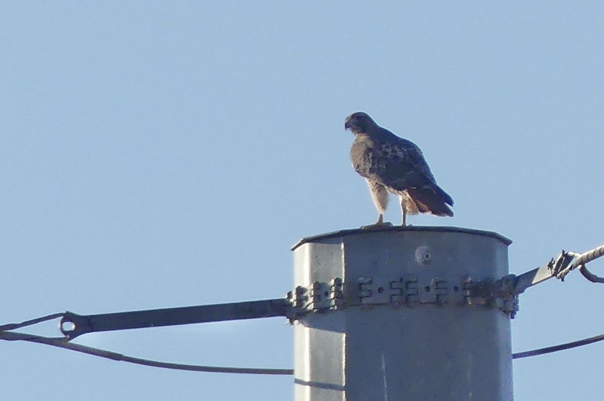 Red-tailed Hawk - ML626847517