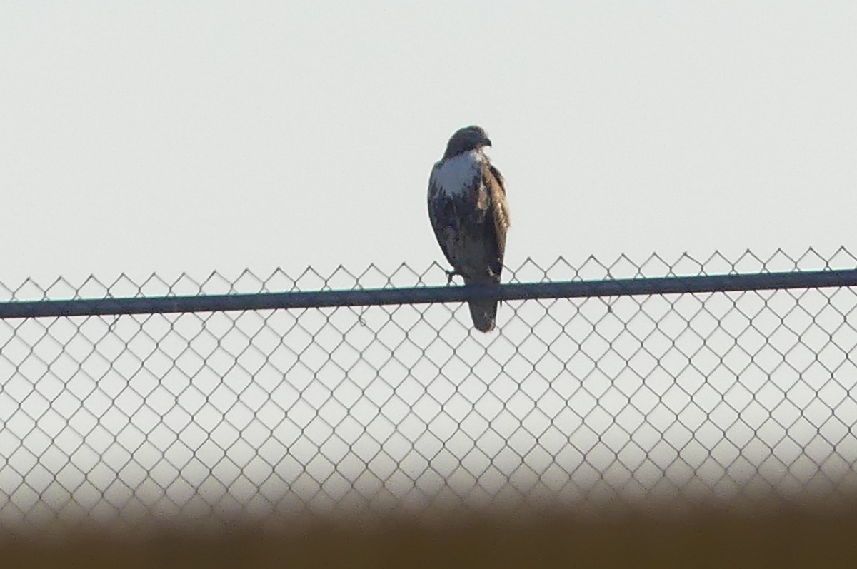Red-tailed Hawk - ML626847533