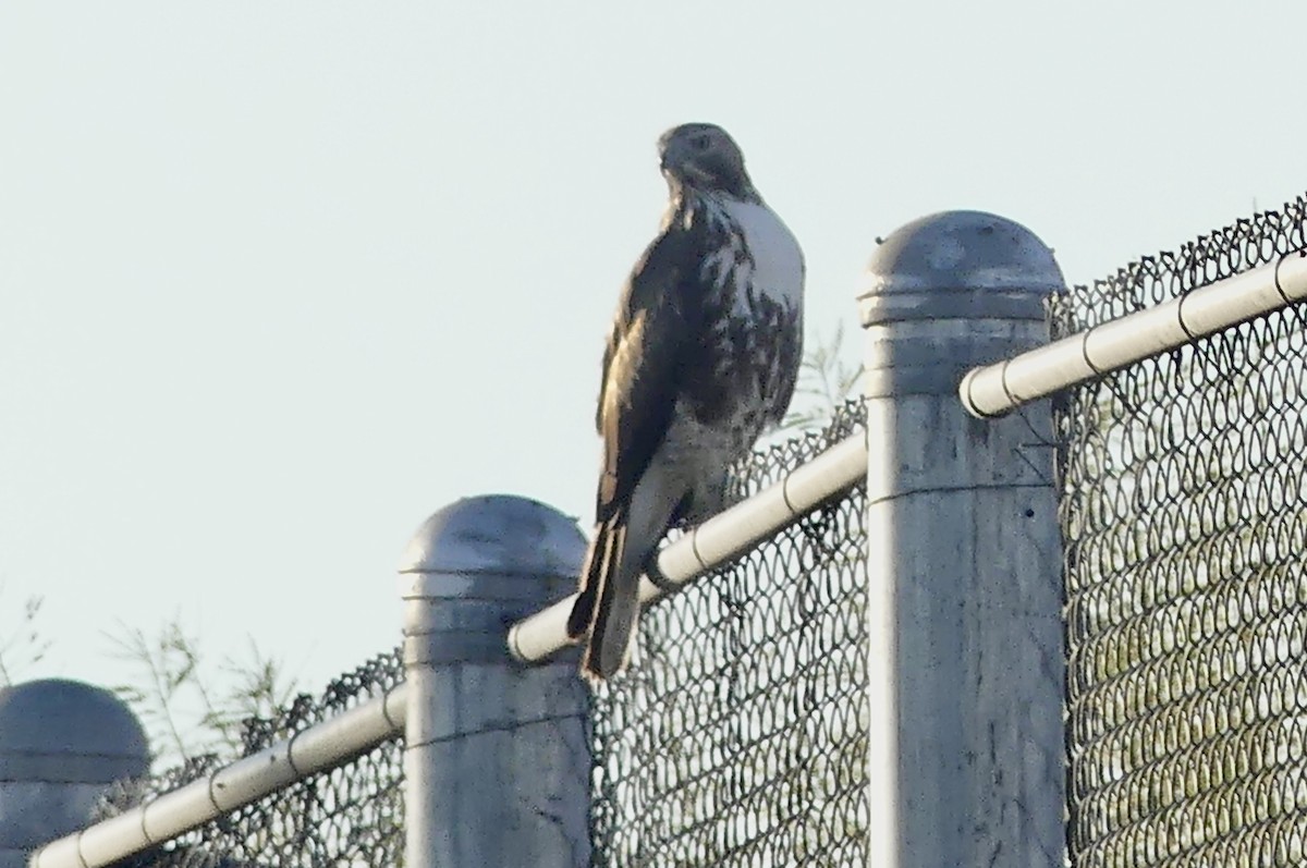 Red-tailed Hawk - ML626847534