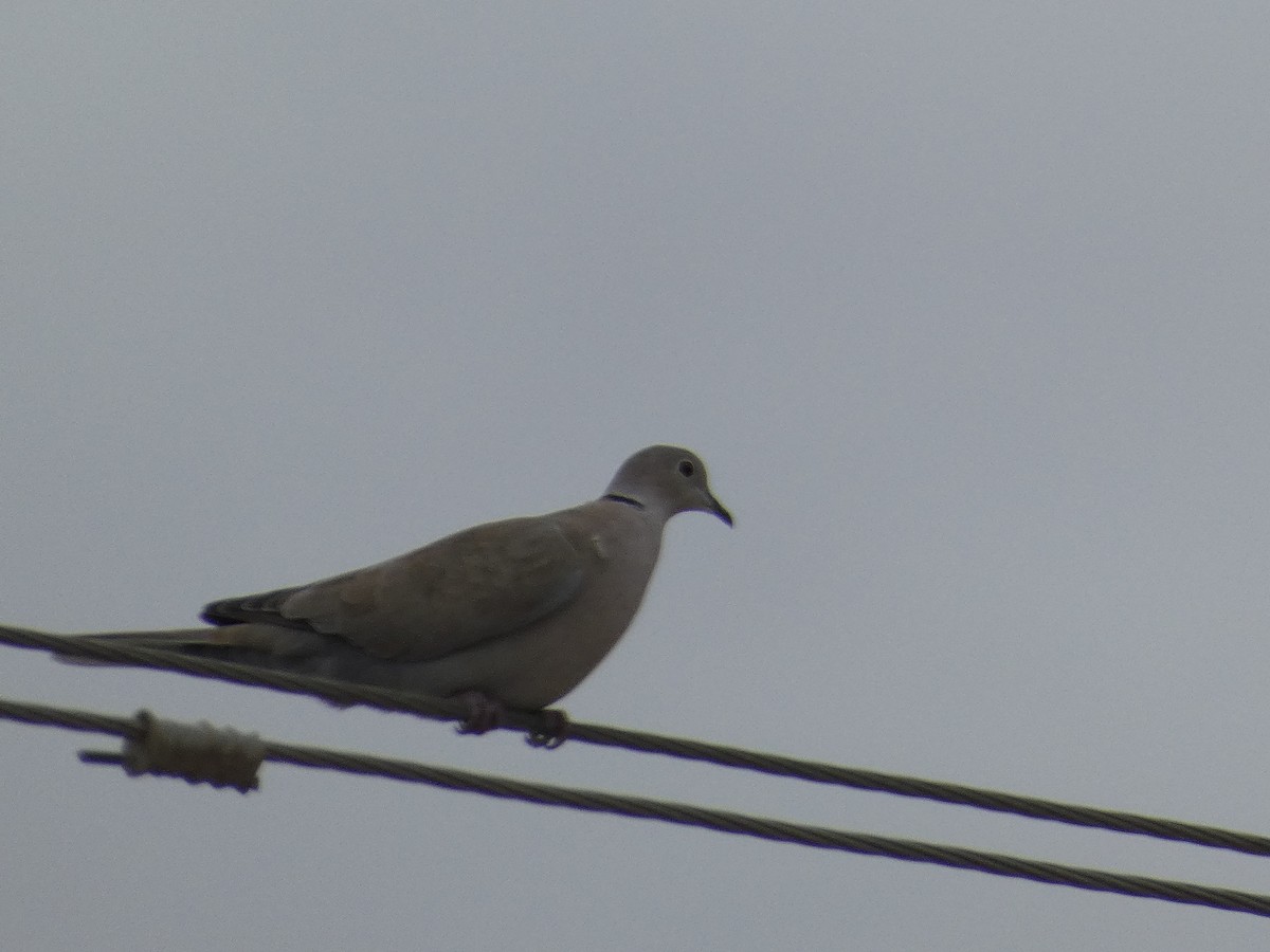 灰斑鳩 - ML626847580