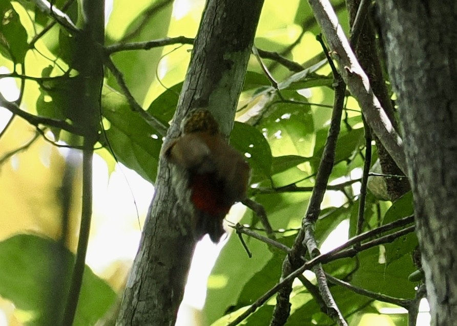 Red-rumped Woodpecker - ML626847632