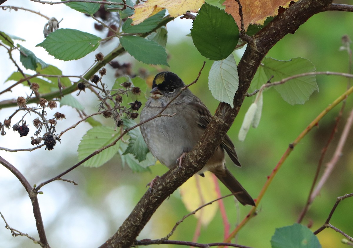 Bruant à couronne dorée - ML626847647