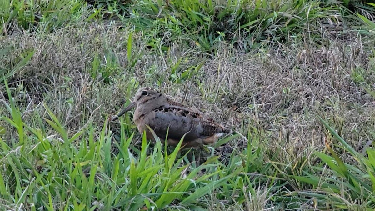 アメリカヤマシギ - ML626847665