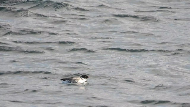 Guillemot à cou blanc - ML626847690