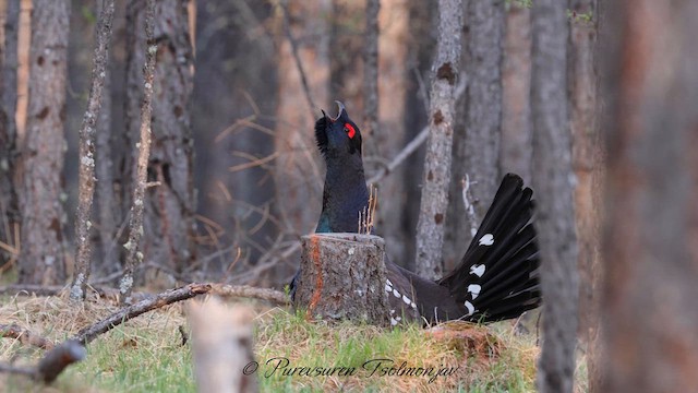 Black-billed Capercaillie - ML626847720