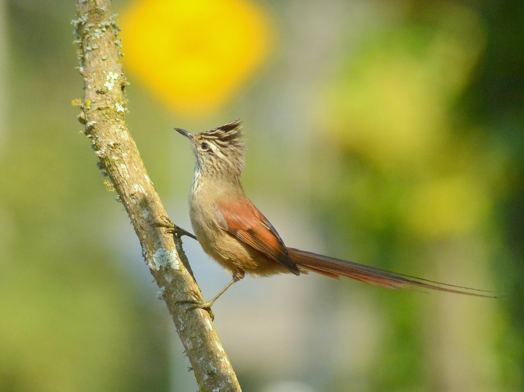 Araucaria Tit-Spinetail - ML626847729