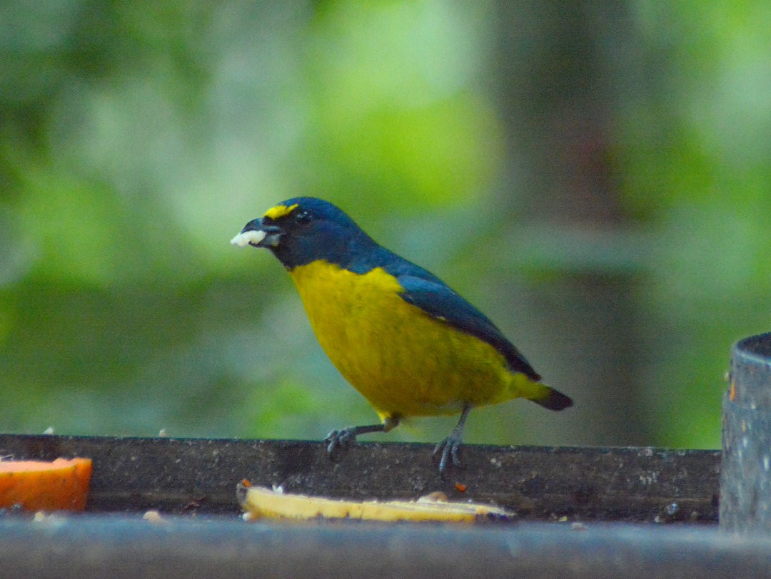 Green-throated Euphonia - ML626847750