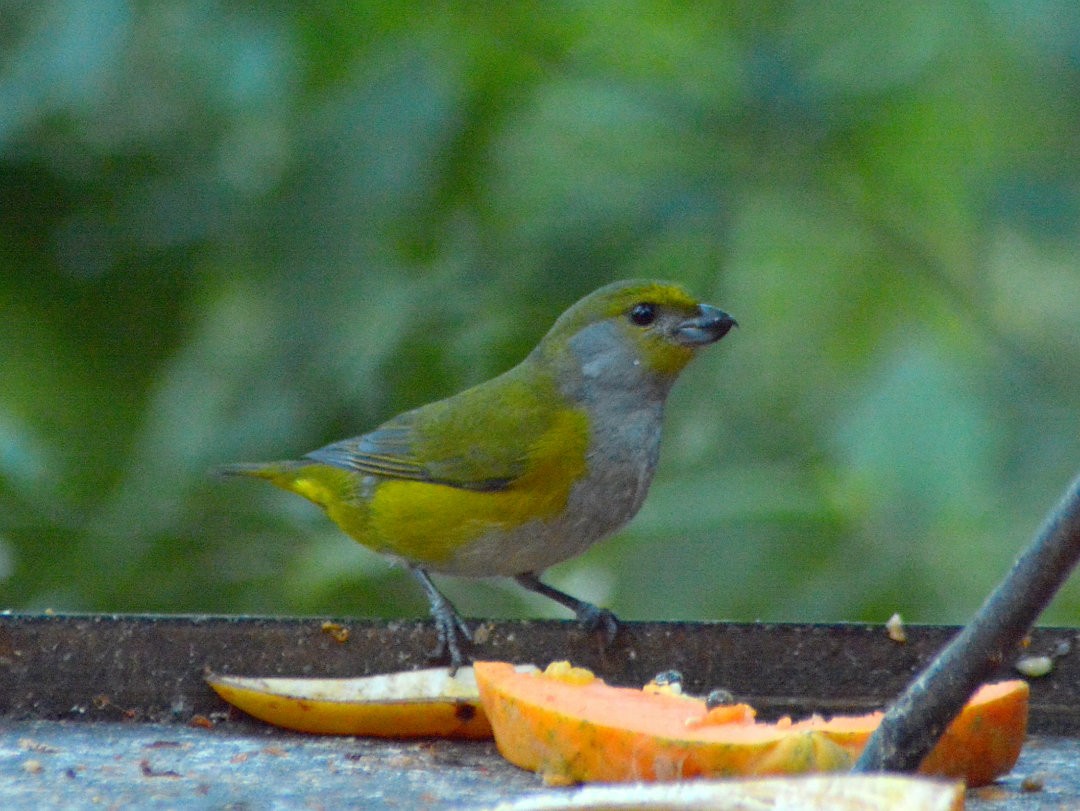 Green-throated Euphonia - ML626847751