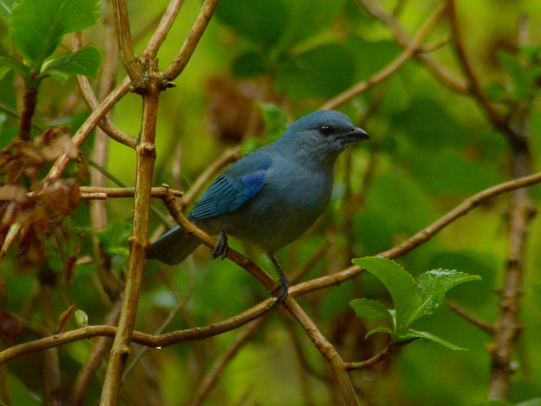 Azure-shouldered Tanager - ML626847755