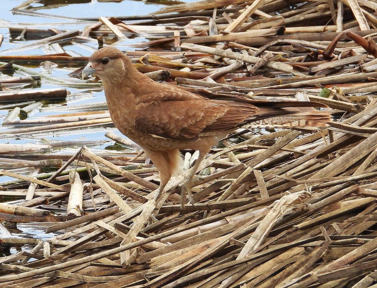 Chimango Caracara - ML626847759