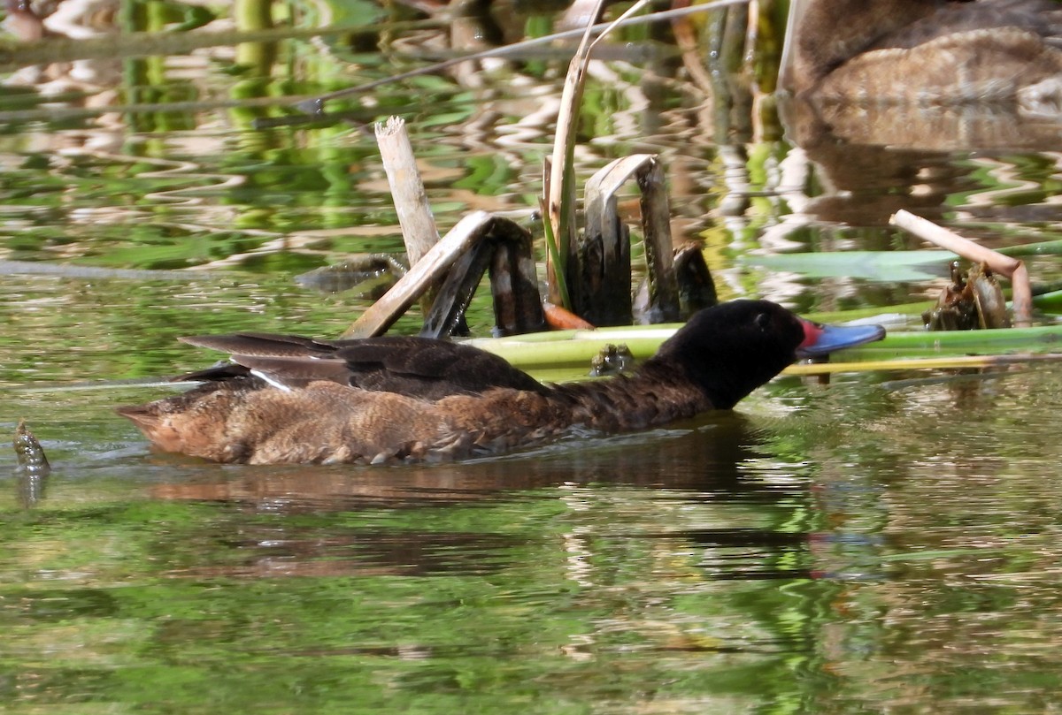 Black-headed Duck - ML626847780