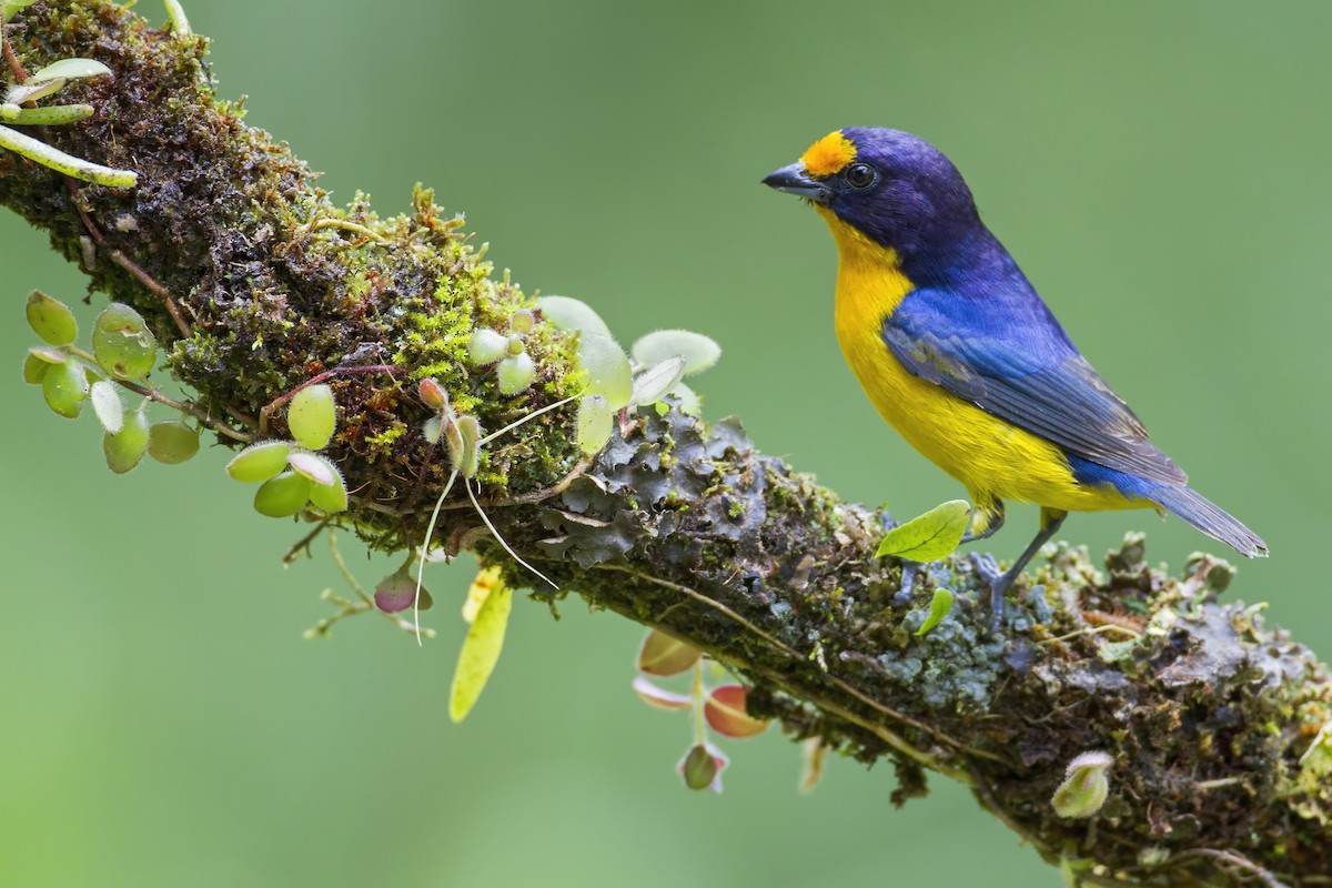 Violaceous Euphonia - ML626847852