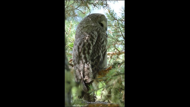 Great Gray Owl - ML626847853