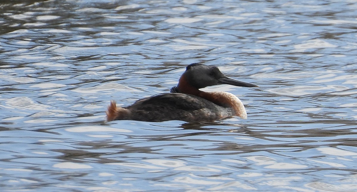 Great Grebe - ML626847854