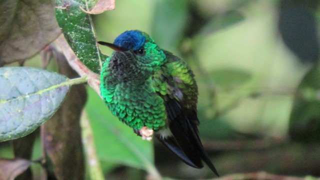indigokronekolibri - ML626847864