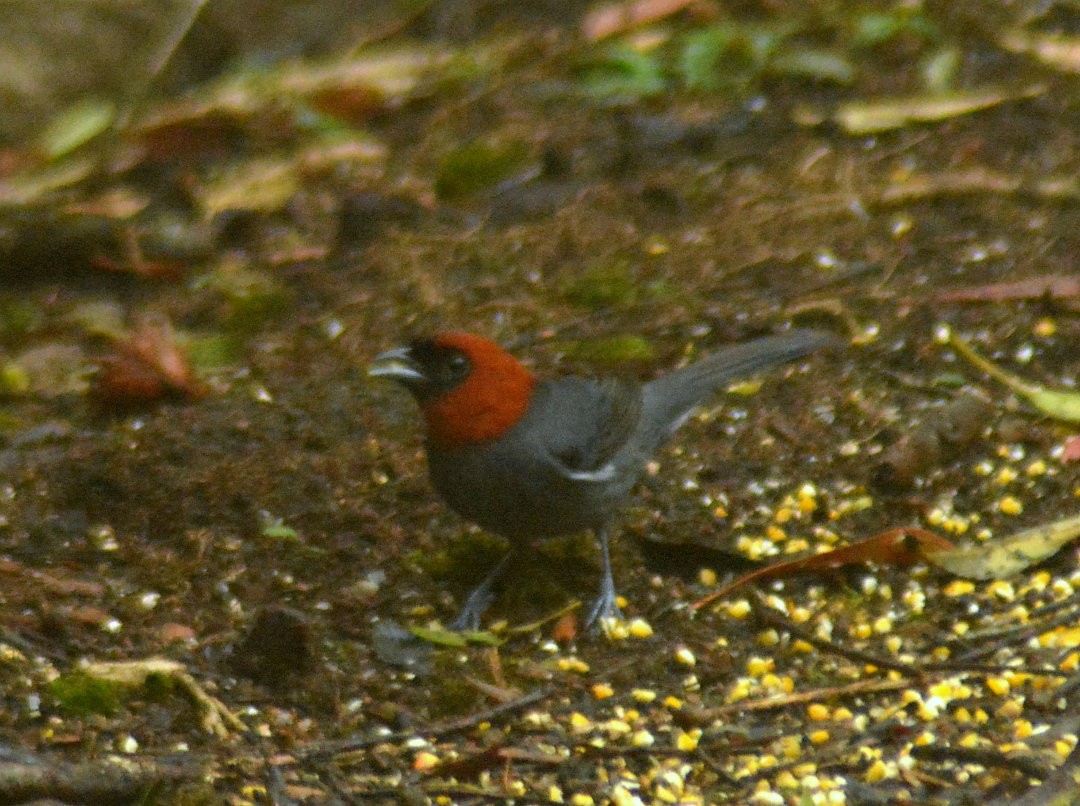 Chestnut-headed Tanager - ML626847896
