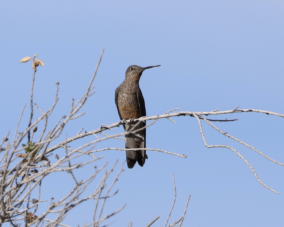 Giant Hummingbird - ML626848014