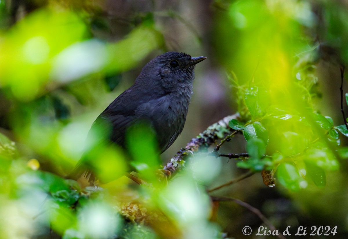 Rock Tapaculo - ML626848124