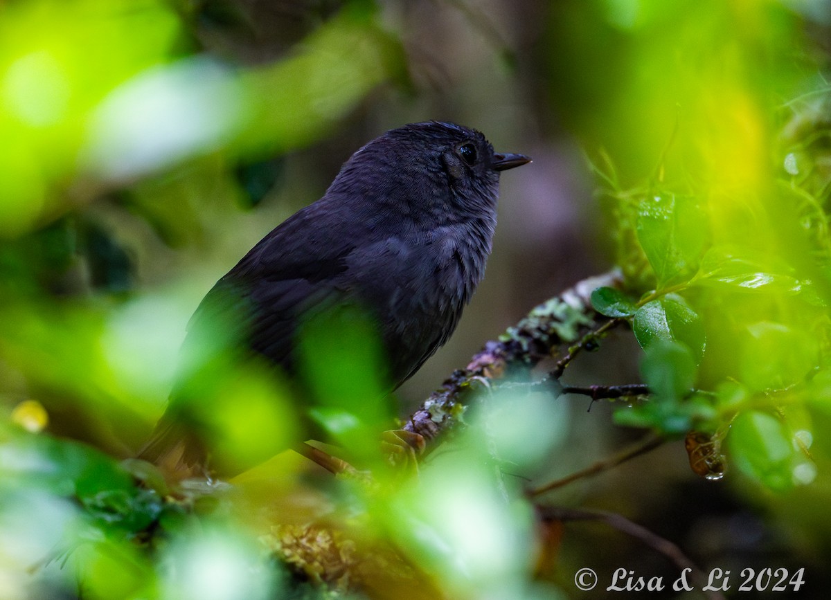Rock Tapaculo - ML626848125