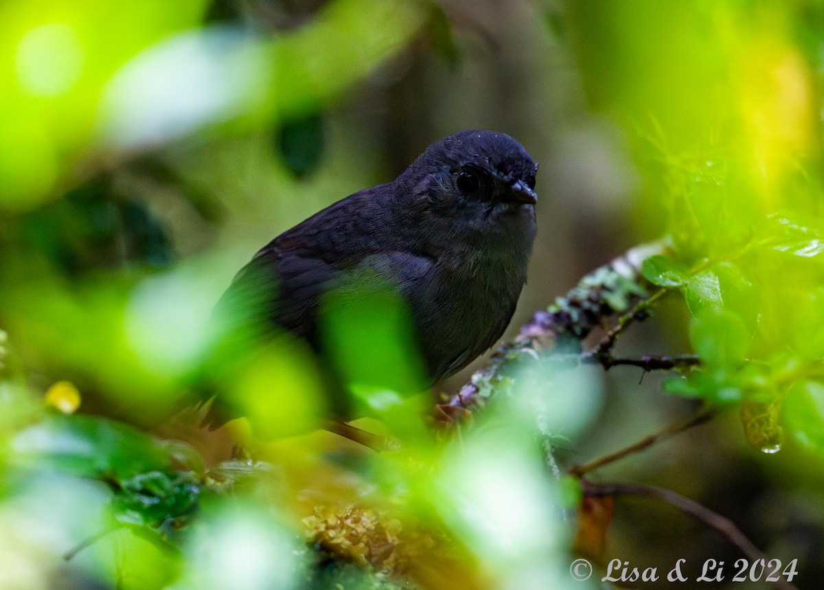 Rock Tapaculo - ML626848126