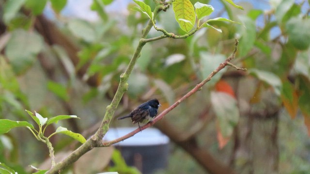 Blue-black Grassquit - ML626848255