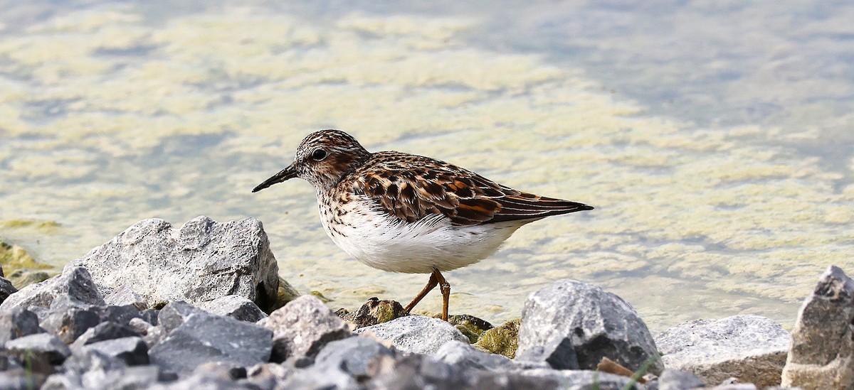 Least Sandpiper - ML626848375