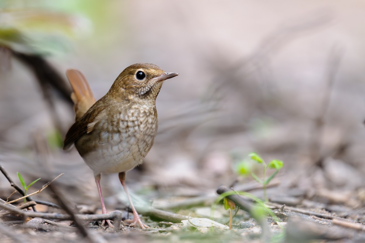 Rufous-tailed Robin - ML626848463