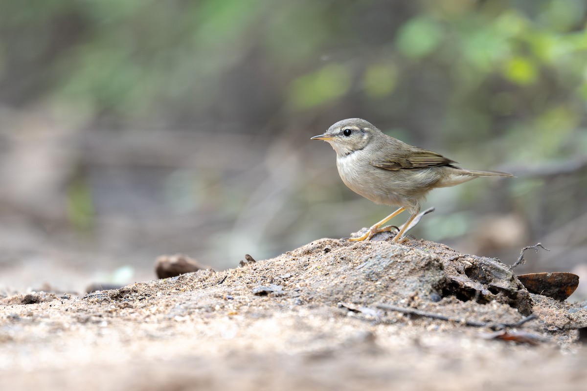 Dusky Warbler - ML626848607