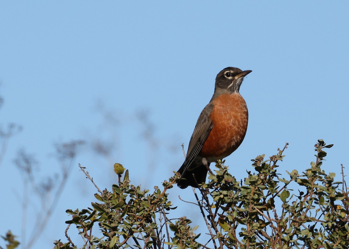 American Robin - ML626848632