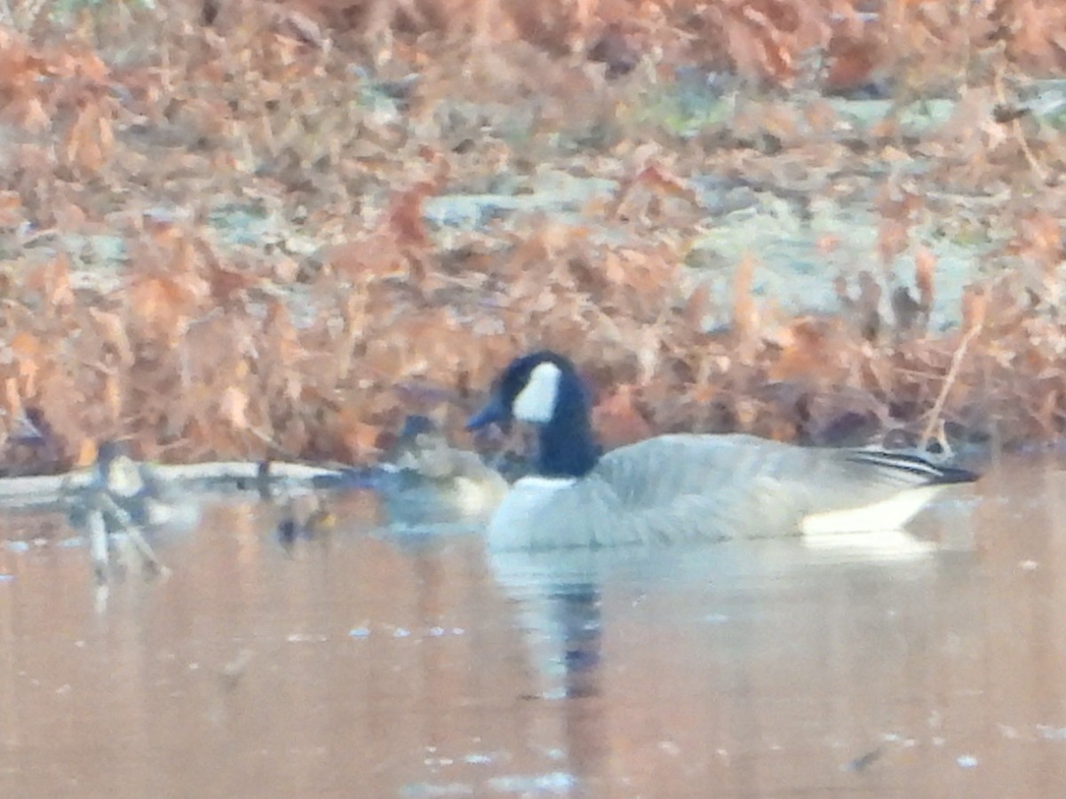Cackling Goose (Richardson's) - ML626849166
