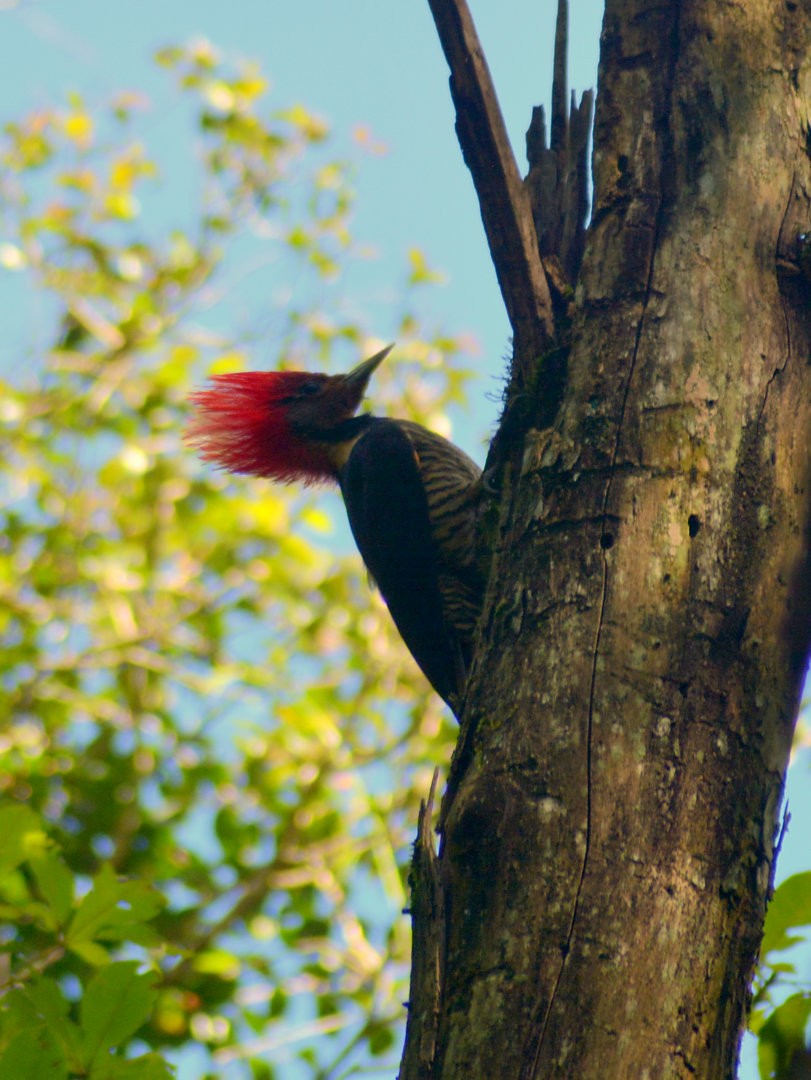 Helmeted Woodpecker - ML626849247
