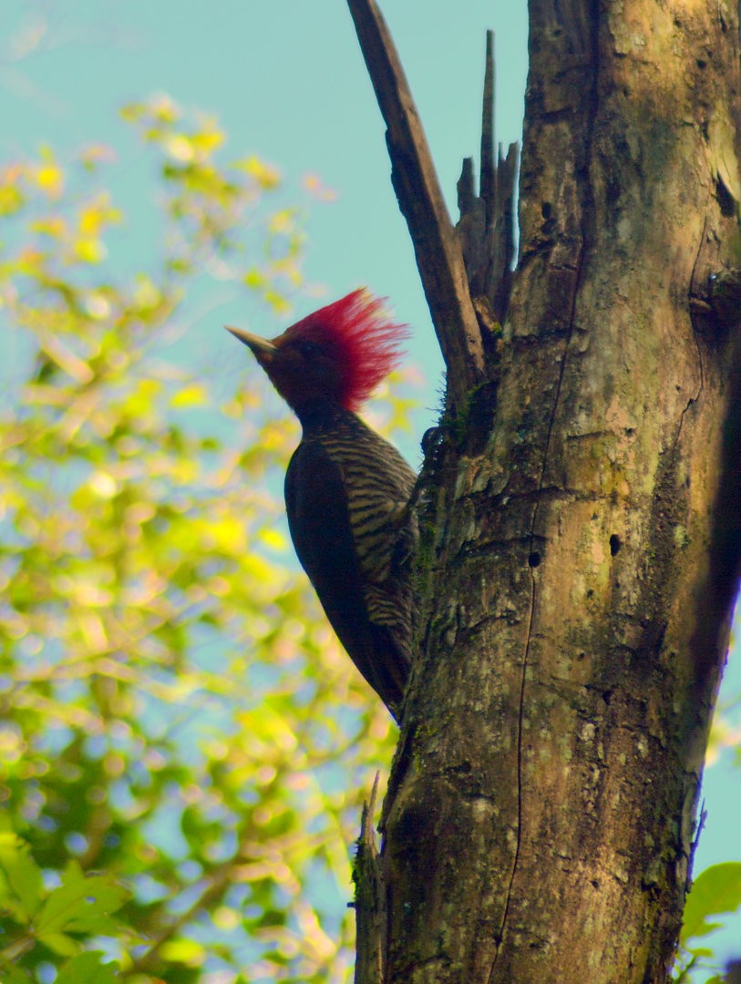 Helmeted Woodpecker - ML626849248