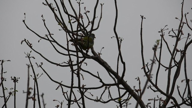 African Green-Pigeon - ML626849266