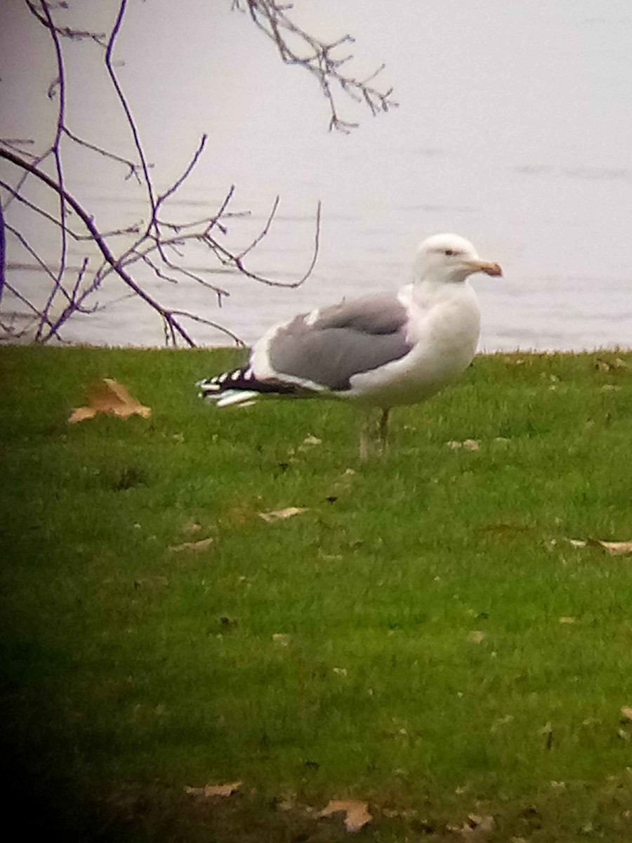 Western Gull - ML626849343