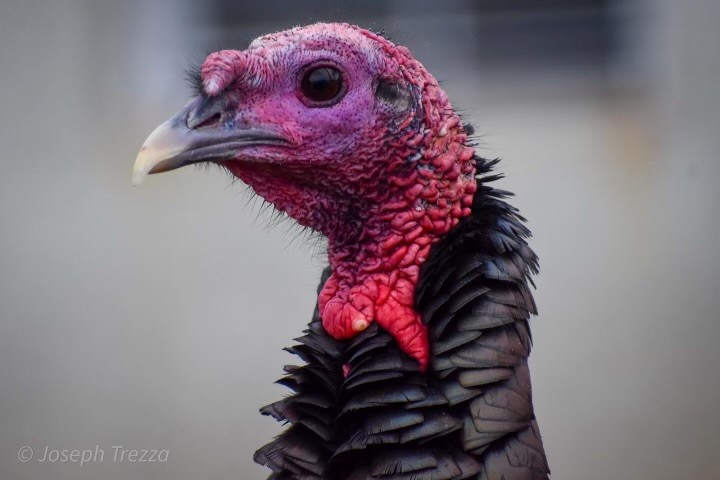 Wild Turkey - ML626849409