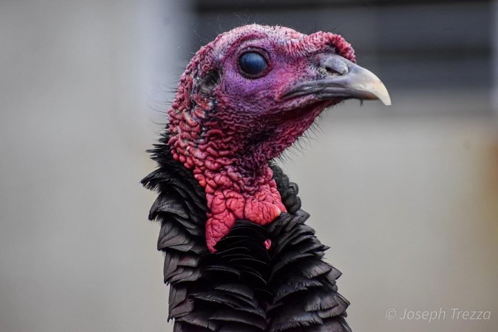 Wild Turkey - ML626849410