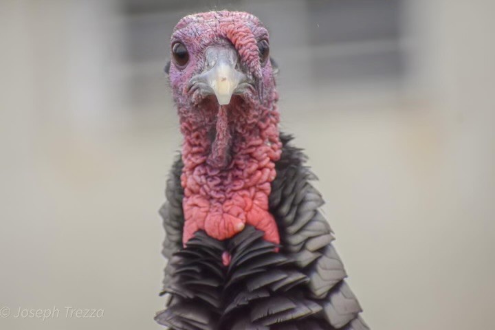 Wild Turkey - ML626849411