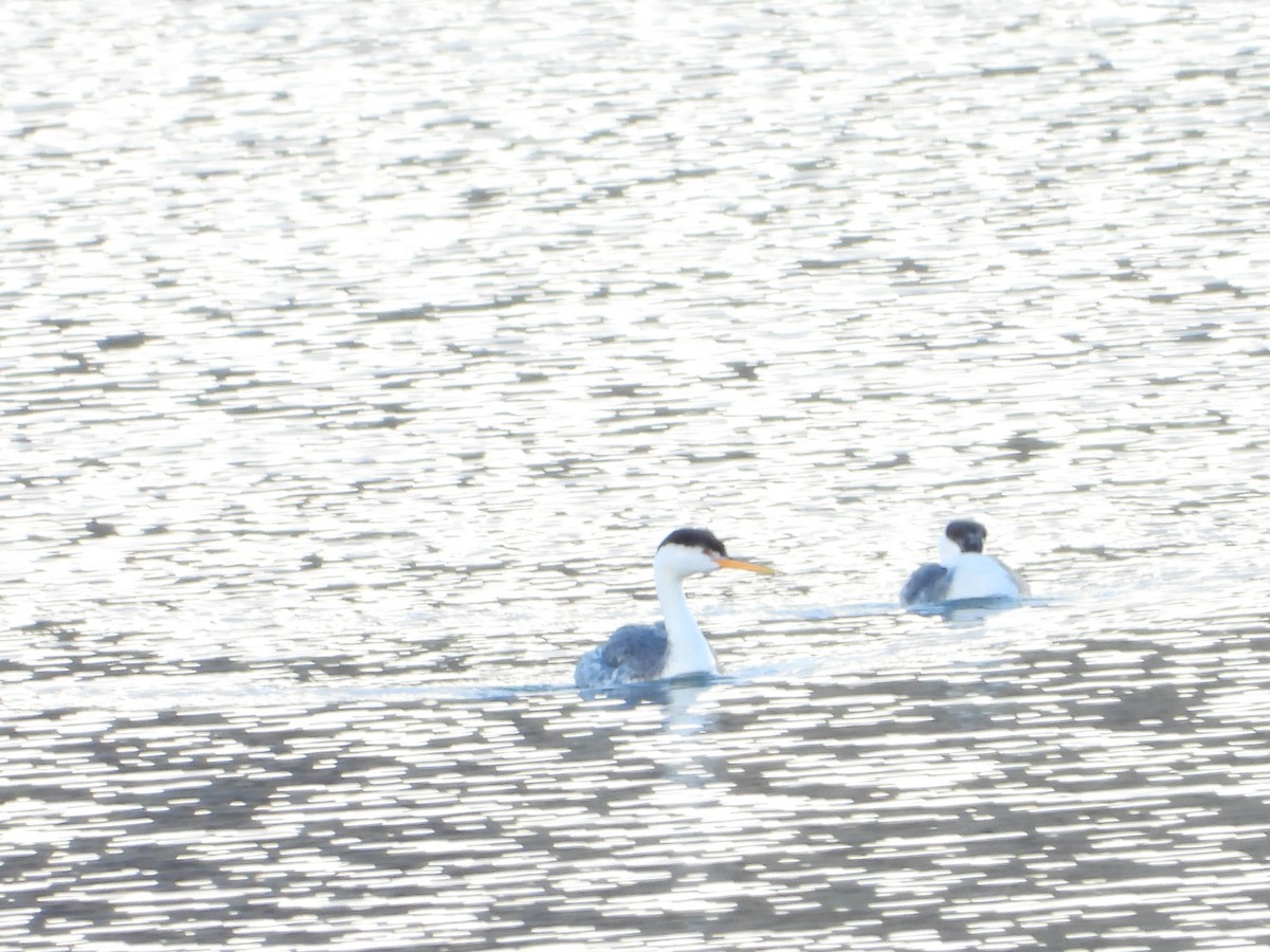 Clark's Grebe - ML626849691